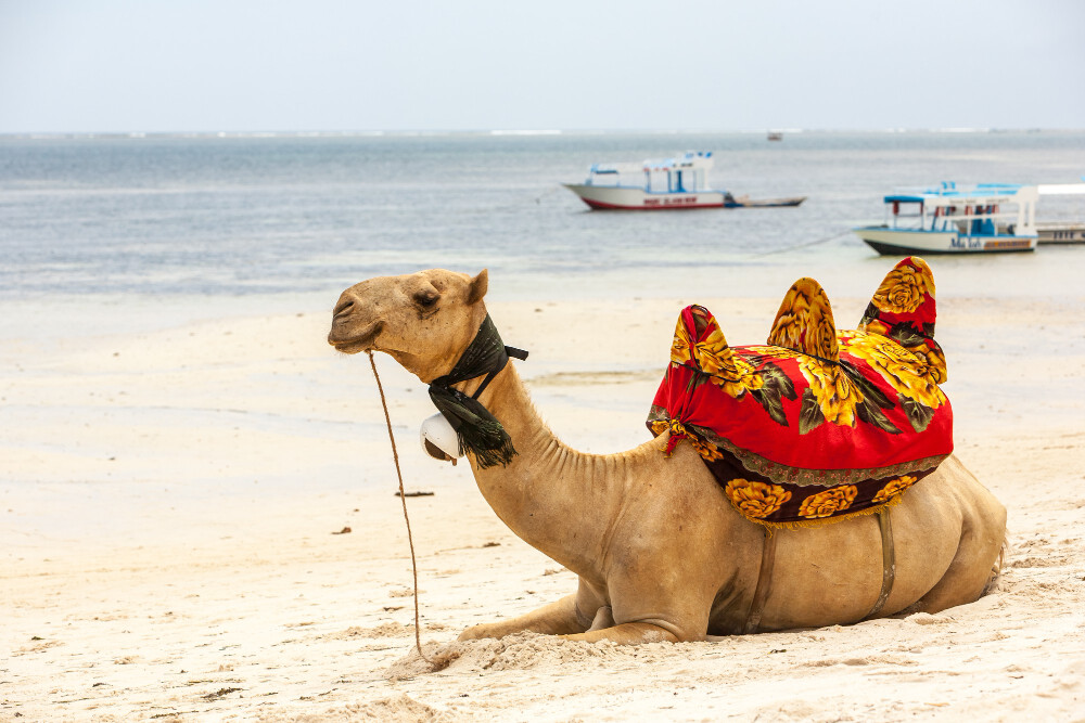 camel riding jaipur